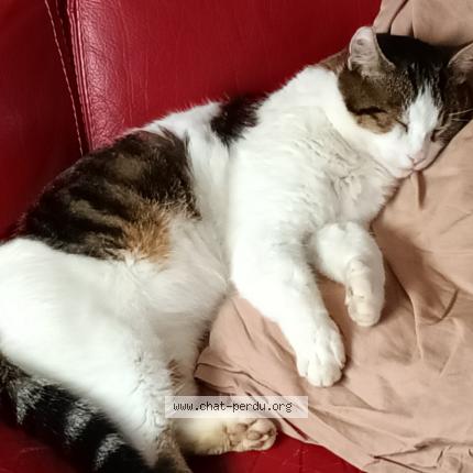 Foto 2/2 Popeye Chat perdido en Saint nicolas de port