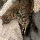 Foto del gato perdido en Chirens