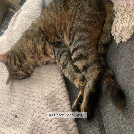 Foto 1/1 Saikura Chat perdido en Chirens