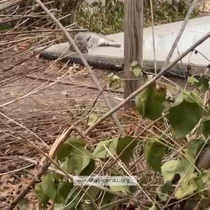 Foto 1/1 Gato encontrado Encontrado en Lyon