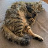 Foto del gato perdido en Veyrier Du Lac