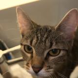 Foto del gato perdido en Nantes