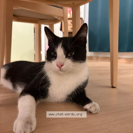 Foto 1/1 Gato encontrado Encontrado en Lille