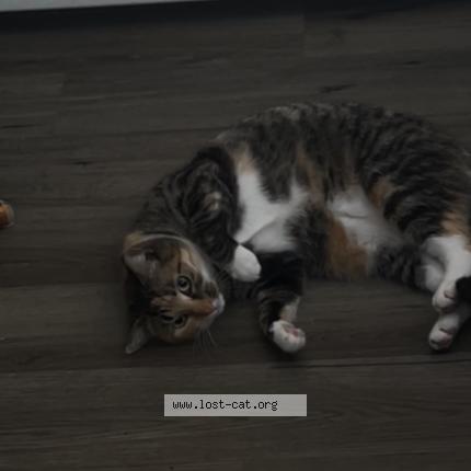 Foto 1/1 Lola Chat perdido en Morrisville