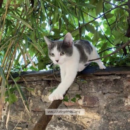 Foto 1/1 Poutinette Chat perdido en Issy les moulineaux