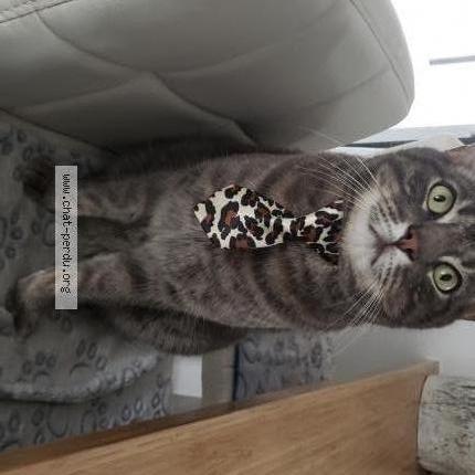 Foto 1/1 Ti gris Chat perdido en Saint jerome