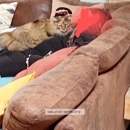 Foto 1/1 Flassy Chat perdido en Le horps