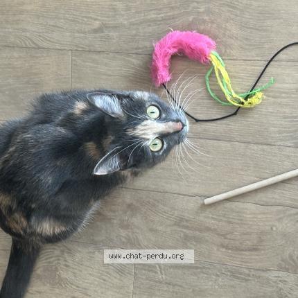 Foto 1/1 Isis Chat perdido en Bobigny