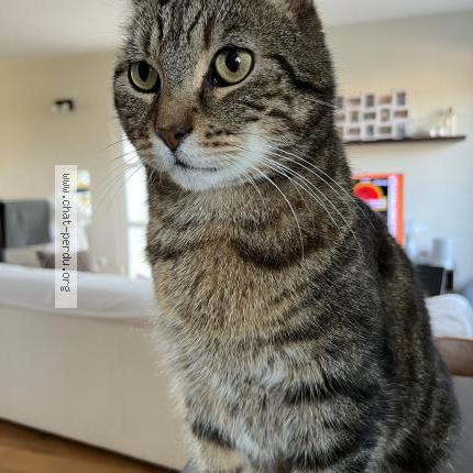 Foto 1/1 Moumousse Chat perdido en Frasne le chateau