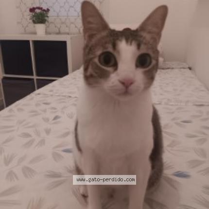 Foto 1/1 Leire Chat perdido en Gava