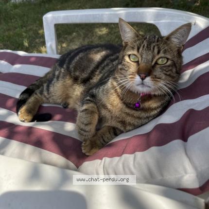 Foto 1/1 Bébért Chat perdido en Vetroz