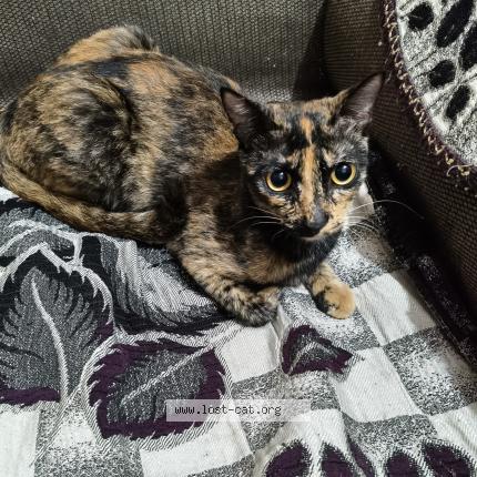 Foto 1/1 Kaali Chat perdido en In ballabgarh faridabad