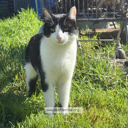 Foto 1/2 Sans nom Chat perdido en Saint quentin le petit