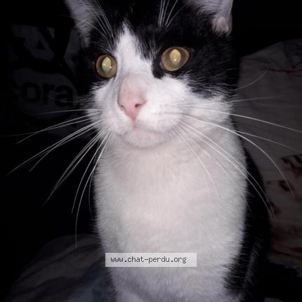 Foto 2/2 Sans nom Chat perdido en Saint quentin le petit