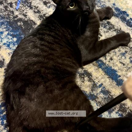 Foto 1/1 Mr. Meow Meow Chat perdido en Mcclure