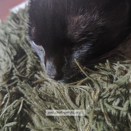 Foto 1/1 Rachitique Chat perdido en Havre