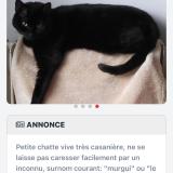 Foto del gato perdido en Herin
