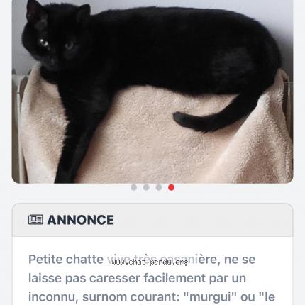 Foto 1/1 Murgumula Chat perdido en Herin