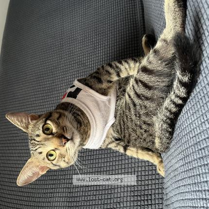 Foto 1/1 Righour Chat perdido en Pili