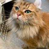 Foto de gato encontrado en Marseille