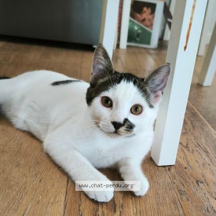 Foto 1/1 Zola Chat perdido en Pompignac