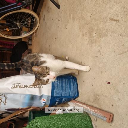 Foto 1/1 Gato encontrado Encontrado en Saint jacques de la lande