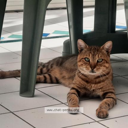 Foto 1/1 Gato encontrado Encontrado en Champs sur marne