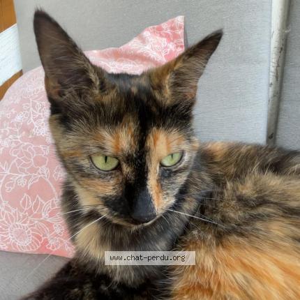 Foto 1/1 Ushuaia Chat perdido en St gemme martaillac