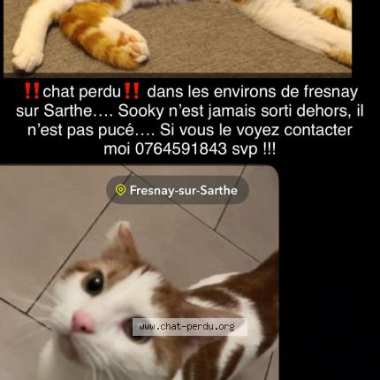 Foto 1/1 Sooky Chat perdido en Fresnay sur sarthe