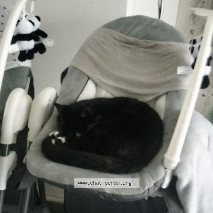 Foto 1/1 Saphir Chat perdido en Port jerome sur seine