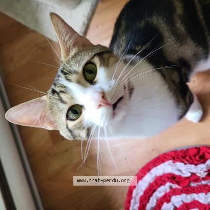 Foto 1/1 Ti-Gars Chat perdido en Aylmer