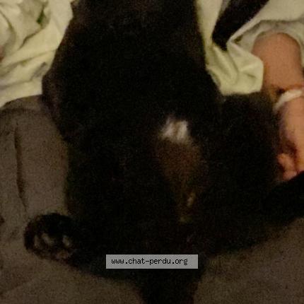 Foto 1/1 Guizmo Chat perdido en Biarritz