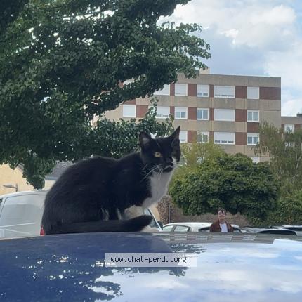 Foto 1/1 Gato encontrado Encontrado en Chateau gontier