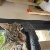 Foto del gato perdido en Treillieres