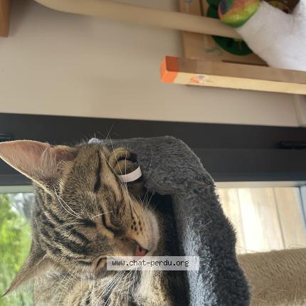 Foto 1/1 Uguette Chat perdido en Treillieres