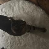 Foto del gato perdido en Rennes