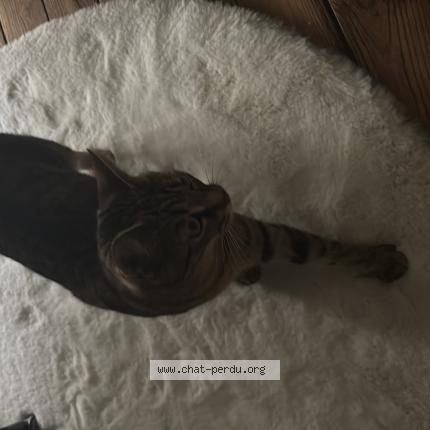 Foto 1/1 Nala Chat perdido en Rennes