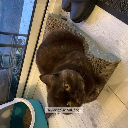 Foto 1/1 Odyssée Chat perdido en Bussac sur charente