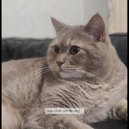 Foto 1/1 Tochka Chat perdido en Le mans