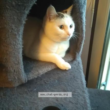 Foto 1/1 Milky Chat perdido en Saint laurent du pont