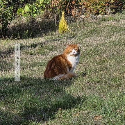 Foto 1/1 Gato encontrado Encontrado en Crach
