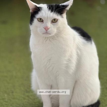 Foto 1/1 Sans nom Chat perdido en Rueil malmaison