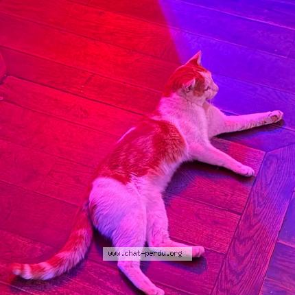 Foto 1/1 Gato encontrado Encontrado en Paris