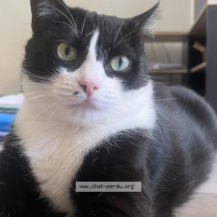 Foto 1/1 Piama Chat perdido en Saint martin de valgalgues