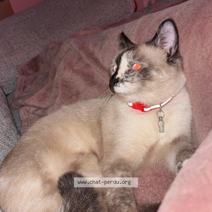 Foto 1/4 Nami Chat perdido en Lille