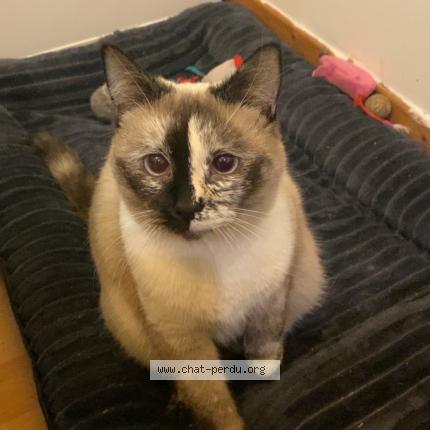 Foto 4/4 Nami Chat perdido en Lille