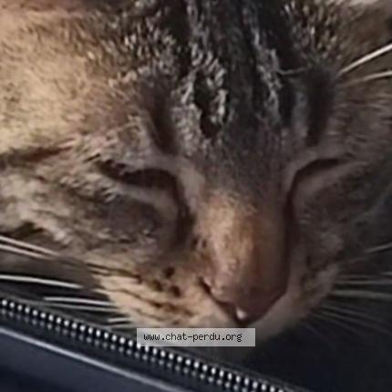 Foto 1/1 Caline Chat perdido en Boulange