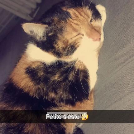Foto 1/1 Amelia Chat perdido en Montivilliers