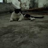 Foto del gato perdido en Patna