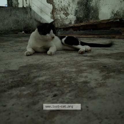 Foto 1/1 Maaira Chat perdido en Patna